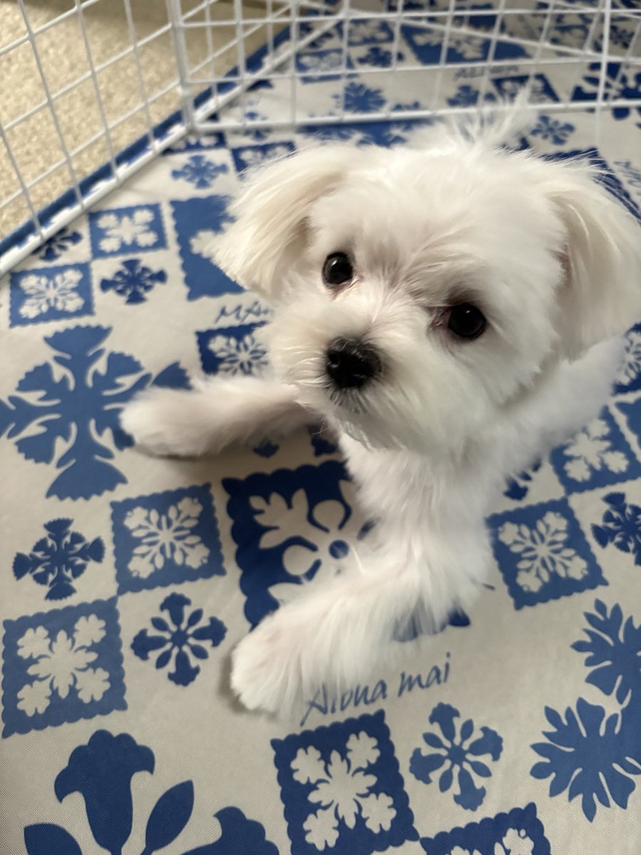 Re8raise1112's tweet photo. トリミングしたら更に小さくなった🐶✂️ https://t.co/GmmYhY9Qy0