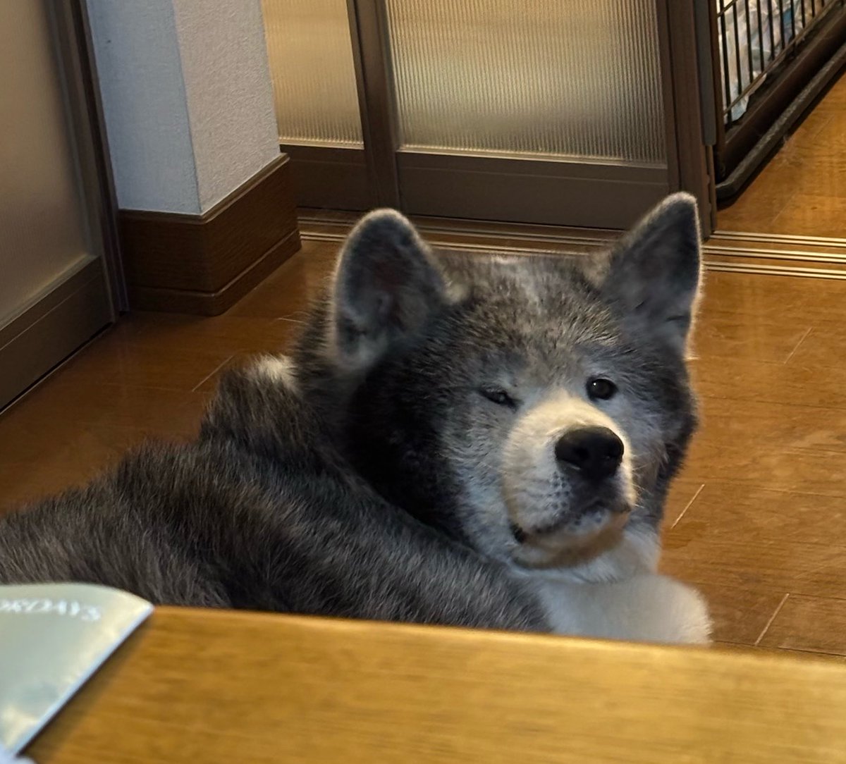 BEN_chama_K's tweet photo. 可愛すぎて呆れる
このどすこいぶり https://t.co/fJLI8xGo3q