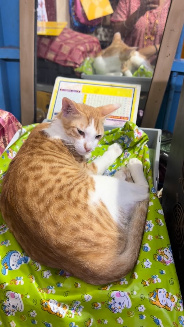 DonovanKaigle's tweet photo. Sunday mode: lazy mode. https://t.co/6B4Ze725Pf