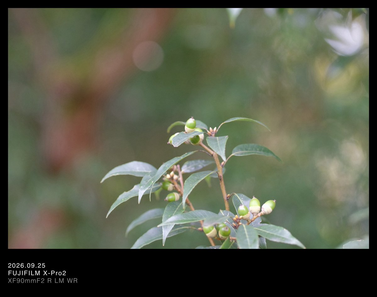 nyannohibi's tweet photo. 秋を告げる、小さな緑の実り。

📍昭和記念公園

#写真が好きな人と繋がりたい  #カメラ好きな人と繋がりたい #キリトリセカイ https://t.co/Z25JAu7b9N