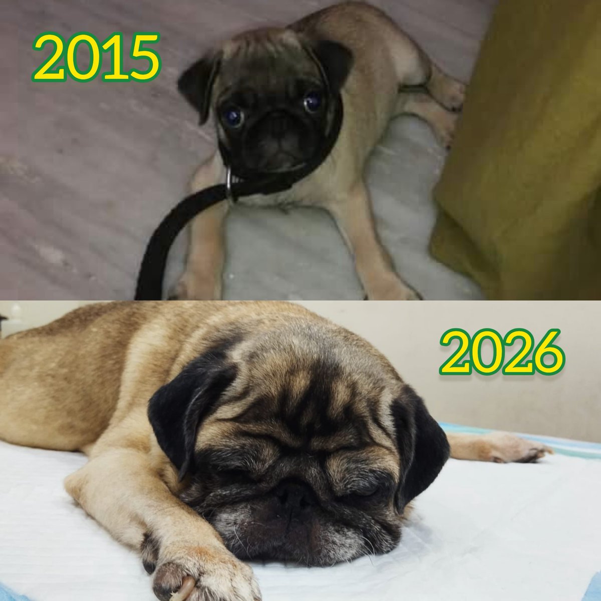 DonovanKaigle's tweet photo. Her first and last photos, 2015–2026, hold a lifetime of memories. Thank you for loving me unconditionally, my precious Nithi. You may have left my arms, but never my heart. Until we meet again, you’ll always be my baby. I love and miss you forever. https://t.co/VBsw59NLPB
