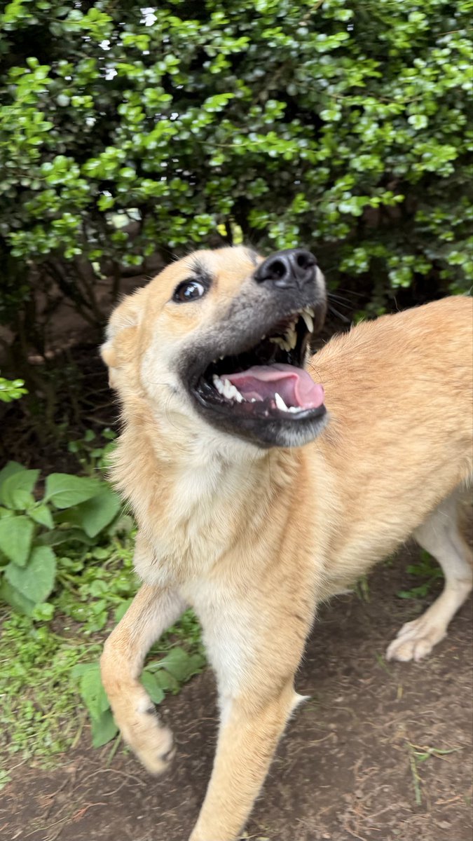RefugiOceaniCAN's tweet photo. ¡Buenos días, mundo! Soy Cachorra. ☀️🐾

Me rescataron a punto de morir, rehabilitada en una habitacioncita junto a mi hermanito Bagheera, un gatito negro que me enseñó que el amor no tiene especie.

Hoy ya estamos sanitos los dos. Él se fue a seguir su camino a OCEANICAT y yo estoy feliz, libre y sana en OCEANICAN.

Tengo casi 1 año, todo mi protocolo completo, y me ves: amo jugar, correr, reír con esa sonrisa y sentirme amada.

Solo me falta lo último: un hogar que me adopte con el corazón, que yo lo amaré con el mío por siempre.

¿Me ayudas a encontrarlo? 🤍
Talla más grande que medians 🙈🙈🙈, 1 año, energía alta y con un corazón de oro. 
Whats app 5531483127

#CachorraDeOceanican #AdoptaACachorra #Oceanican #AdoptaNoCompres #CDMX #AdoptaConElCorazon