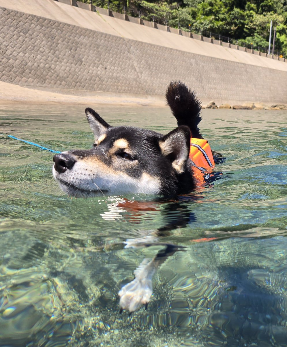 MARU240905's tweet photo. 夏の間は初めて海に行きました🌊お風呂は嫌いだけど犬かきは楽しかったみたいで良かった‼️来年も行く‼️ https://t.co/9JGgYgEIdf