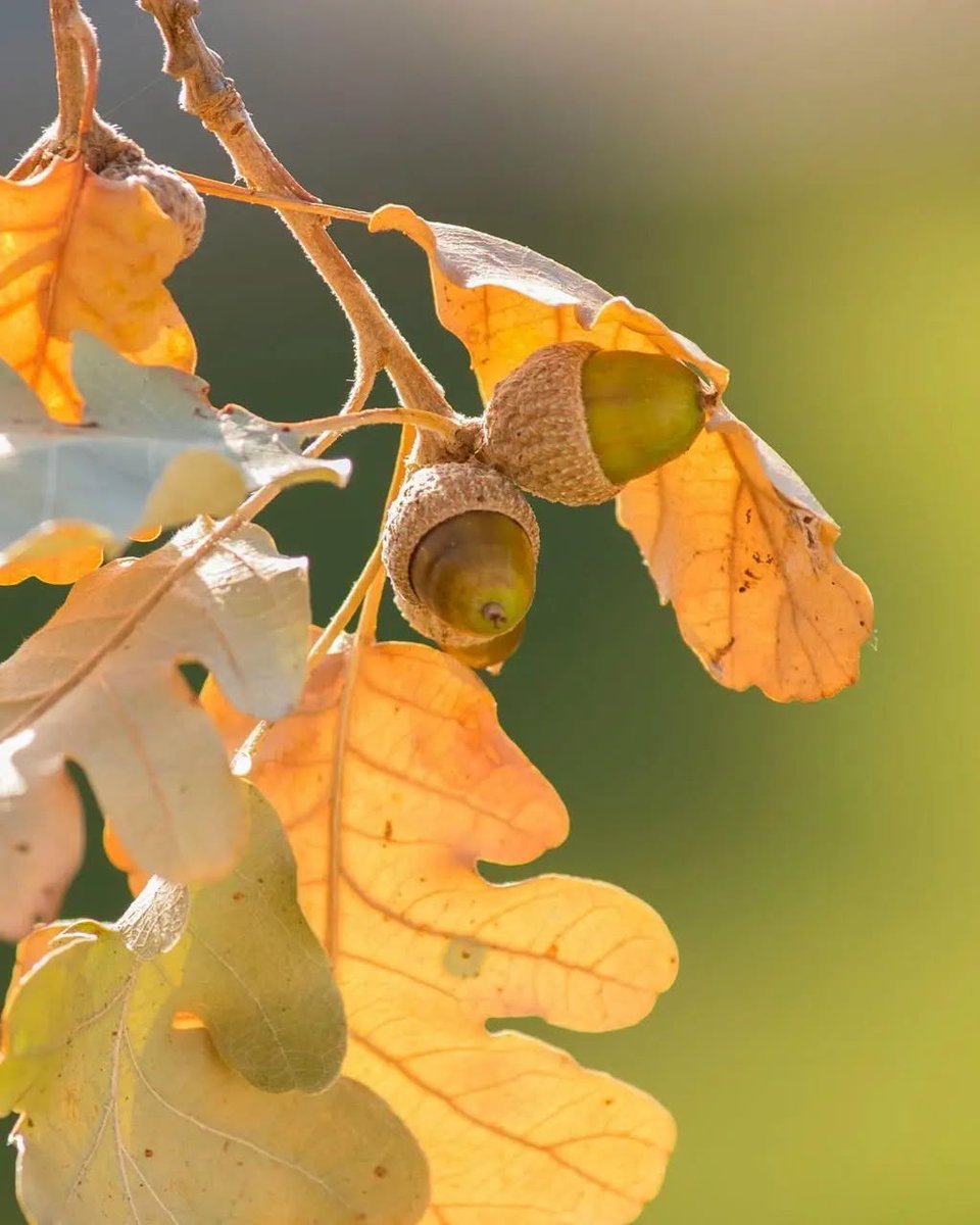 ColoursofIstria's tweet photo. As much as we love summer, we long for slower overcast and sometimes rainy autumnal days. 🍁 Soon we will have beautiful autumnal colours surrounding us everywhere we look! 😍🍂 https://t.co/REjhILcYVE