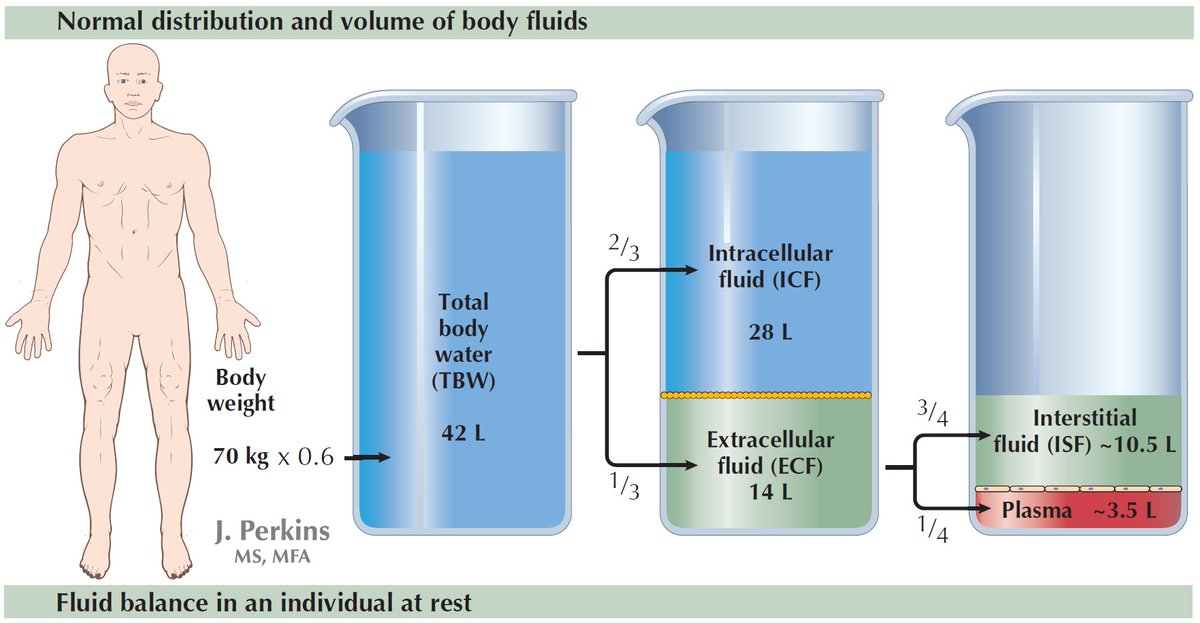 edgarvlermamd's tweet photo. Theoretical Distribution of intravenous fluids (IVFs) on infusion from @will_s_t @bmj_latest
#Nephpearls #AKIinICU

👉 https://t.co/RChEpYPgwy https://t.co/vQe298u5ii