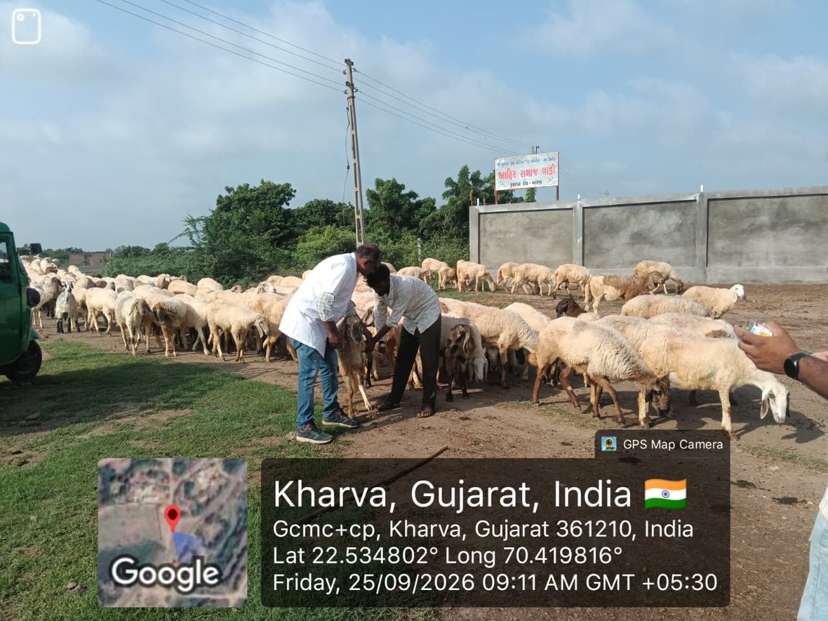 ddojamnagar2's tweet photo. આજરોજ સેવા સેતુ કાર્યક્રમ અંતર્ગત તારાણા (જોડીયા) અને ખારવા (ધ્રોલ) ગામે પશુ સારવાર કેમ્પનું પશુપાલન વિભાગ દ્વારા આયોજન કરવામાં આવેલ જેમાં 1273 પશુઓને મેડિસિન, સર્જિકલ, ગાયનેક સારવાર તેમજ કૃમિનાશક દવા વિતરણ કરવામાં આવી.

@CMOGuj @Bhupendrapbjp @InfoGujarat
@Dwivedi_D @GujPRHDept https://t.co/oplCxXCoN2