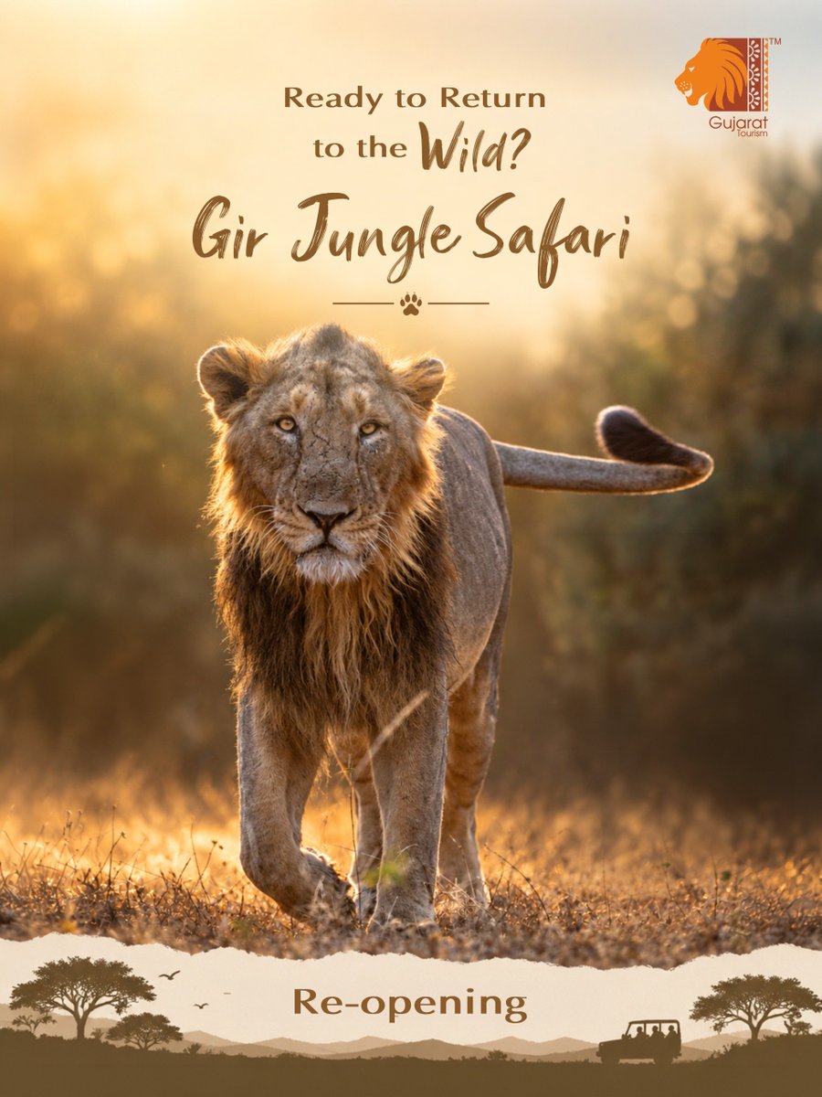 GujaratTourism's tweet photo. Time to get your Gir plans back on the list! Gir Jungle Safari is re-opening soon. Start planning your wildlife getaway and keep an eye out for the reopening date.

Comment “READY” if your next Gir safari is already on your list! 🦁 https://t.co/0tCd2ih3Qd