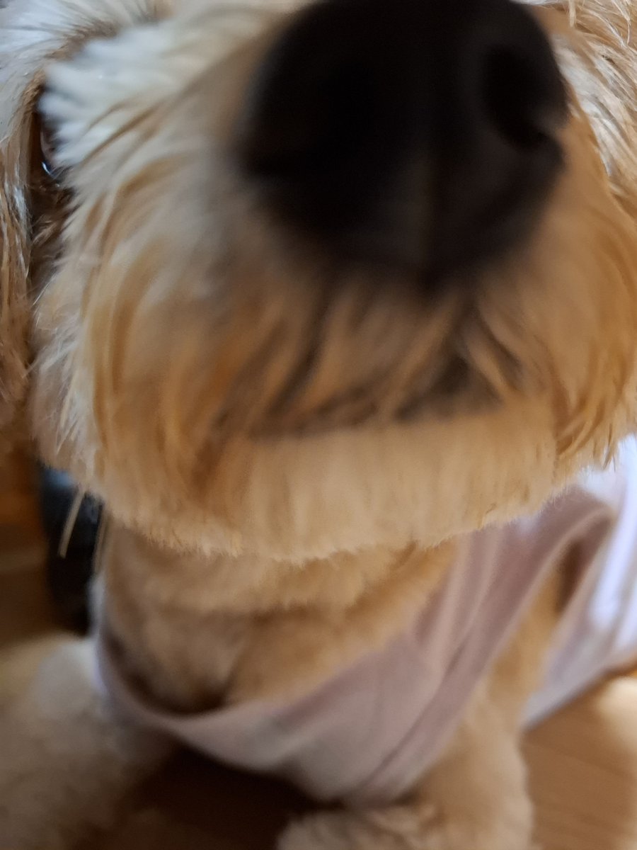 sunakake0208's tweet photo. 犬の鼻！！！！ https://t.co/7DmLojQmg3