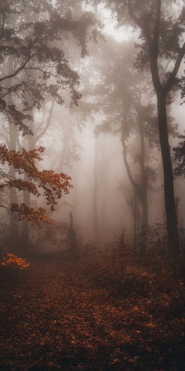 flower6260's tweet photo. Foggy vibes https://t.co/2oVn6wZhkx