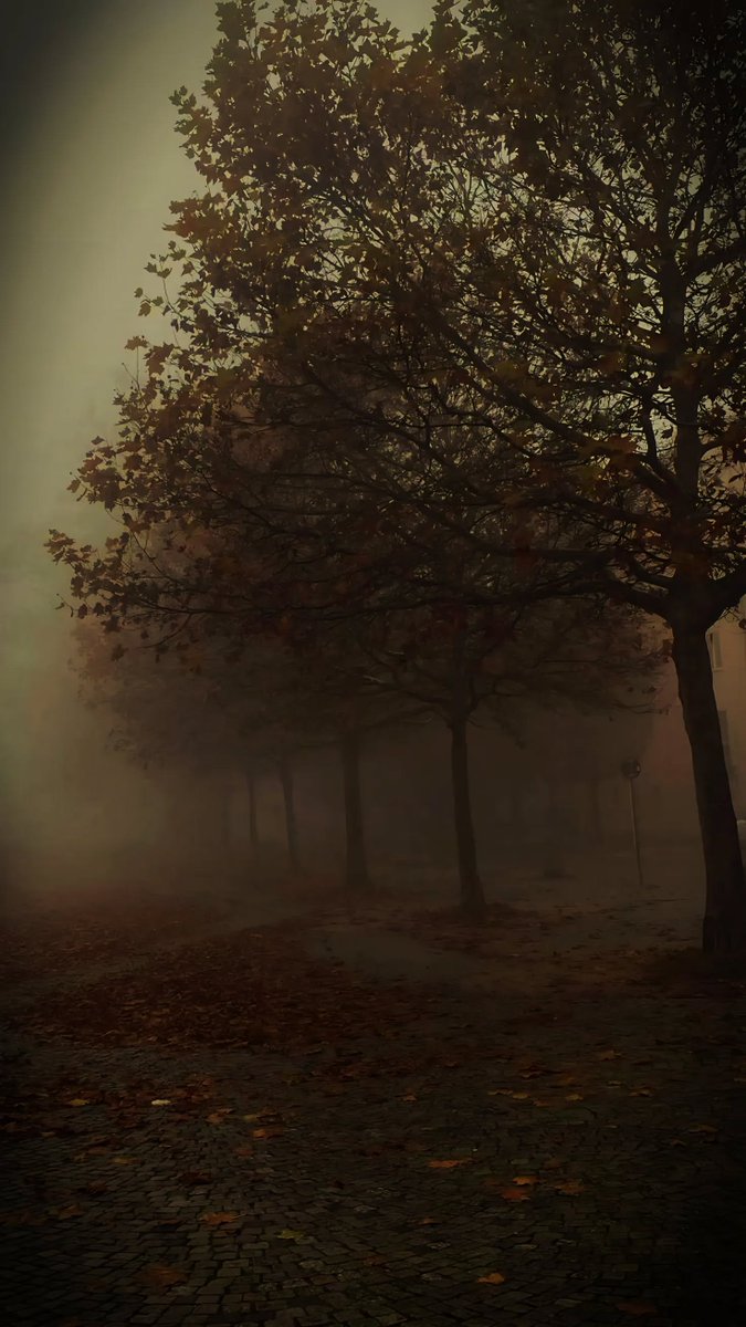 flower6260's tweet photo. Foggy vibes https://t.co/2oVn6wZhkx