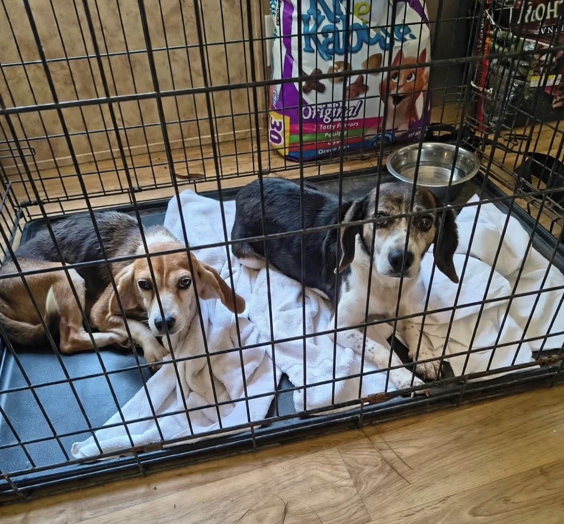 LolaPatolla's tweet photo. It’s $5 Fri!
It’s a BEAGLE-PALOOZA rescue week!
These 2 senior faces were stuck at a rural high kill NC shelter pleading for help.
Sadie is 9, Kelsey7.
Neither spayed, both HW+, need dentals.
Discarded because they didn’t wanna hunt.
Help so appreciated ♥️
https://t.co/E3RohOMmwo https://t.co/yWsRF1eBSp
