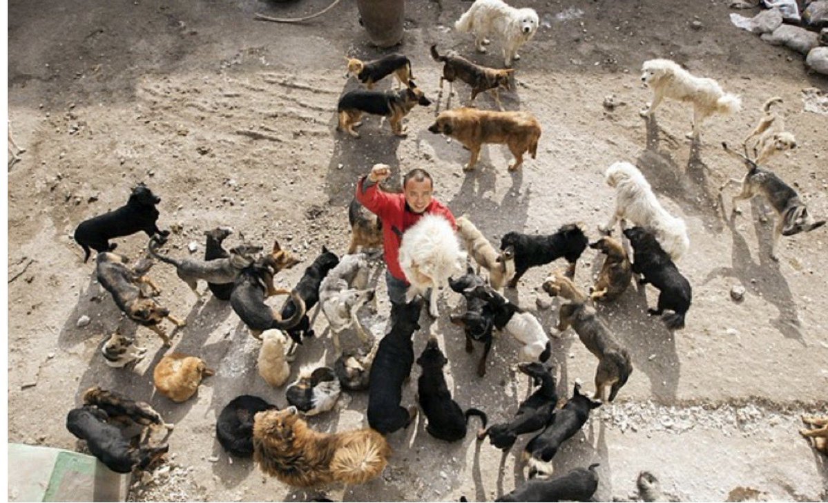 ayn852's tweet photo. HE LOST HIS DOG. THEN HE SPENT HIS FORTUNE SAVING THOUSANDS MORE. 🇨🇳🐕

Meet Wang Yan.

He was a successful businessman in China, reportedly worth millions of RMB.

Then, in 2012, his beloved dog disappeared.

Wang searched everywhere. Eventually, someone suggested he look at a local dog slaughterhouse.

He never found his dog.

But what he saw there changed his life.

Wang began rescuing dogs facing slaughter and abandonment.

And he kept going.

He poured nearly RMB 3 million of his own money into rescuing, feeding and caring for dogs.

Eventually, the millionaire had reportedly burned through his fortune.

Chinese media reported that by 2015 he was struggling even to finish shelters for more than 200 dogs before winter, buying construction materials on credit.

He still kept going.

By 2016, Chinese media reported that he had taken in thousands of dogs.

Think about that.

He went looking for one dog he loved.

He never found him.

So he dedicated himself to saving thousands of others.

This is why the Wang Wang movement should never be framed as the West versus China.

China has its own animal rescuers.

China has its own animal lovers.

China has people who have sacrificed extraordinary amounts to protect animals.

Compassion is not foreign to China.

People like Wang Yan prove it.

And people like him deserve laws that stand behind them. 🇨🇳❤️🐕

#JusticeForWangWang #旺旺 #ワンワン #WangWang