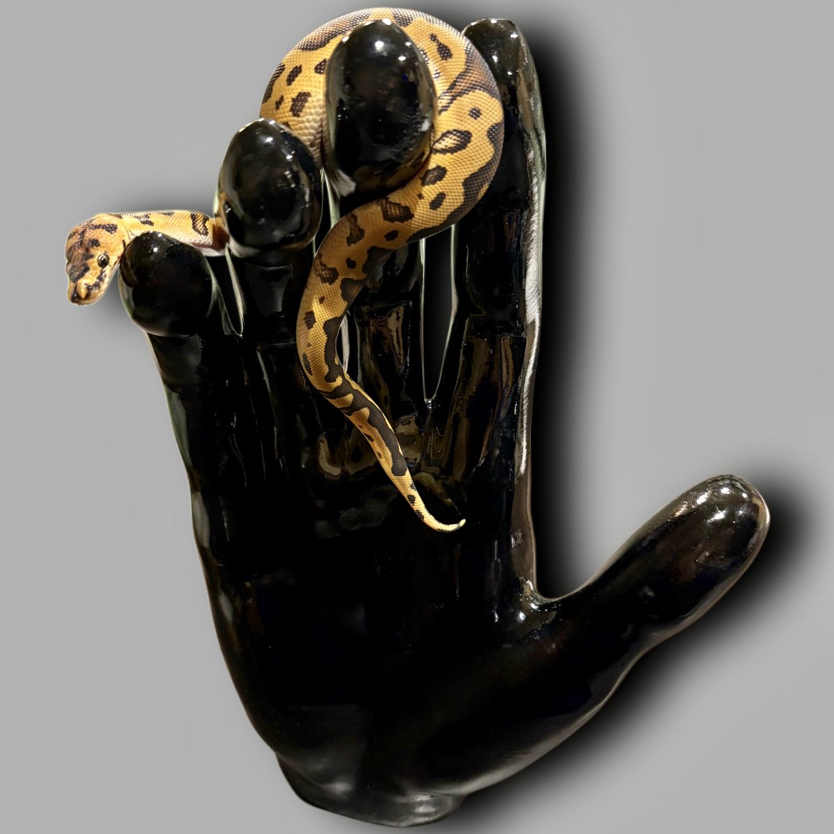 Ttri_BallPython's tweet photo. 販売個体紹介

1.0ボンゴエンチストレンジャークラウン

¥180,000

ヘッドスタンプが左右対称でとても綺麗な子です！

＊気になる生体がいましたらお気軽にDMお待ちしております🐍

#T_tri
#ボールパイソン https://t.co/OptWjtCF25