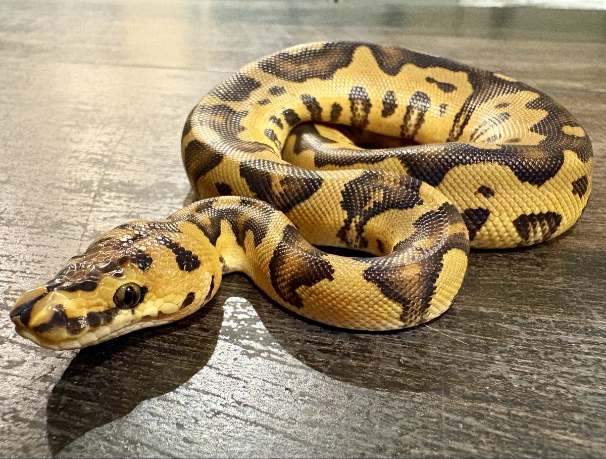 Ttri_BallPython's tweet photo. 販売個体紹介

1.0ボンゴエンチストレンジャークラウン

¥180,000

ヘッドスタンプが左右対称でとても綺麗な子です！

＊気になる生体がいましたらお気軽にDMお待ちしております🐍

#T_tri
#ボールパイソン https://t.co/OptWjtCF25