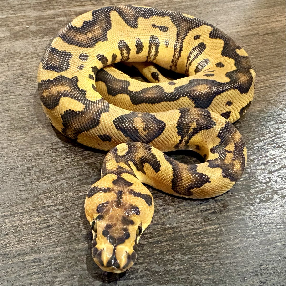 Ttri_BallPython's tweet photo. 販売個体紹介

1.0ボンゴエンチストレンジャークラウン

¥180,000

ヘッドスタンプが左右対称でとても綺麗な子です！

＊気になる生体がいましたらお気軽にDMお待ちしております🐍

#T_tri
#ボールパイソン https://t.co/OptWjtCF25