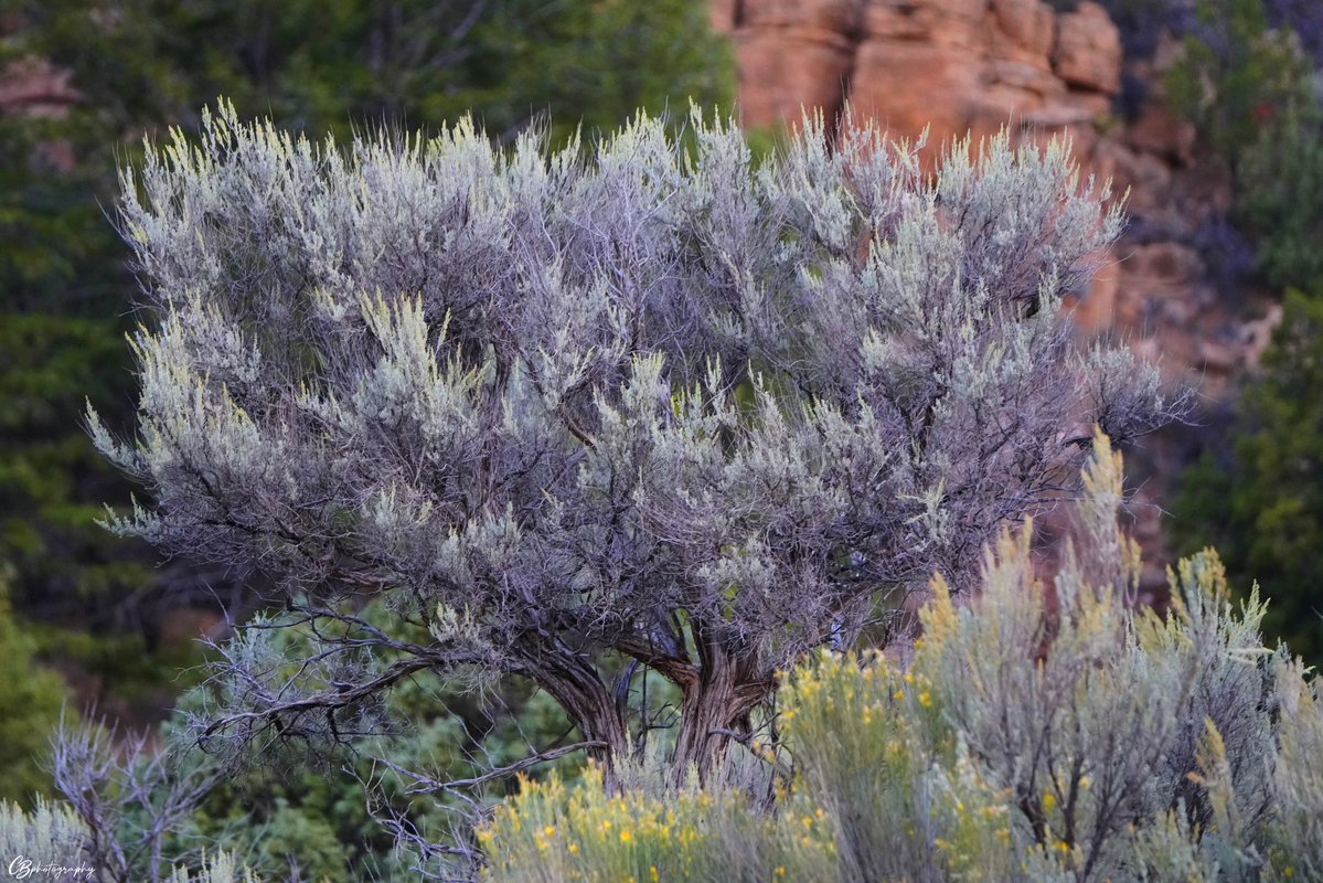 ChrisBartelSWR's tweet photo. Nine Mile Canyon, #Utah 2026
For me, photography has never been about simply capturing a place. It’s about slowing down enough to understand what the land is showing you. https://t.co/0vLc0qsO24