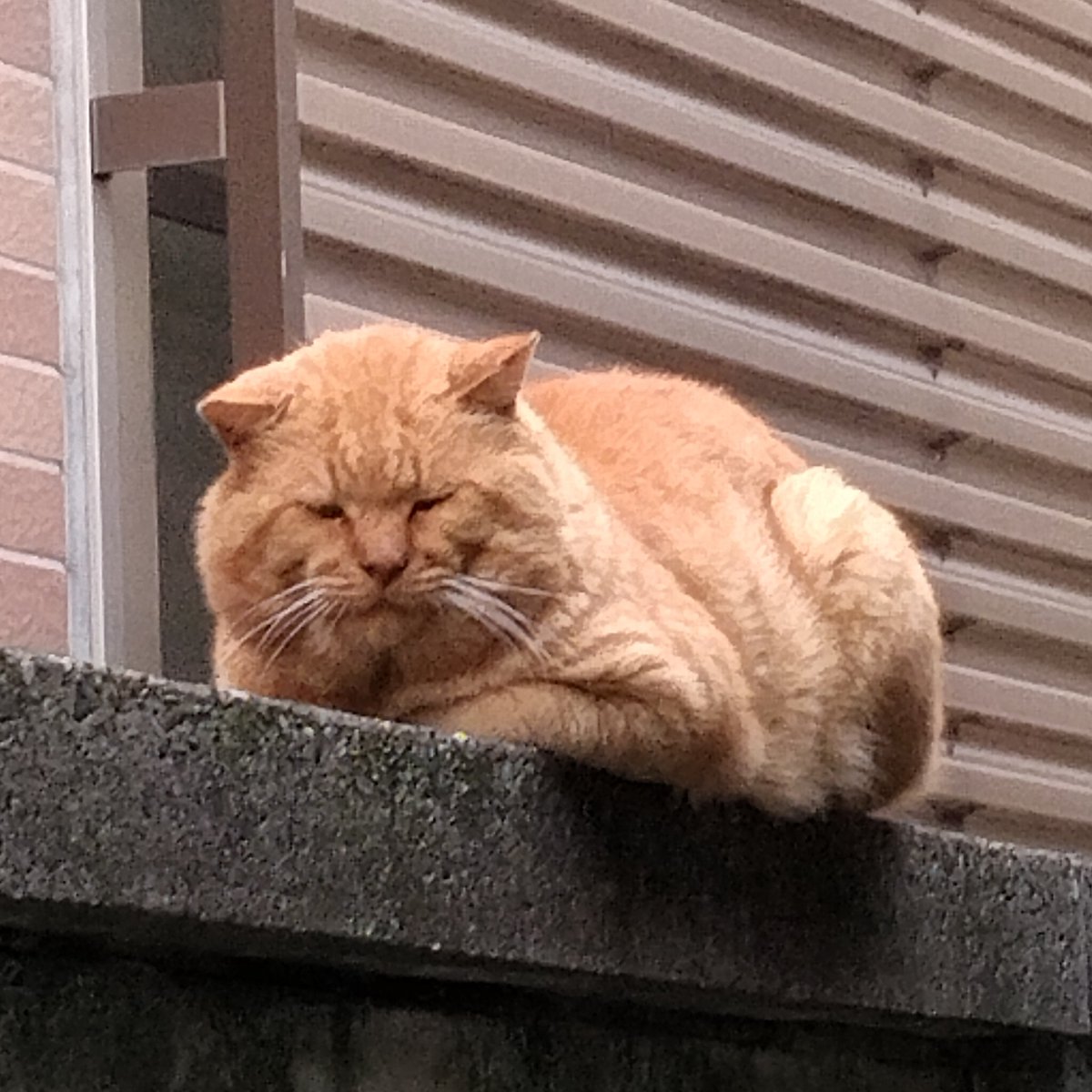 doelmix's tweet photo. AIみたいな猫様がいた！なんか喋りそう https://t.co/oR3Fiwydov