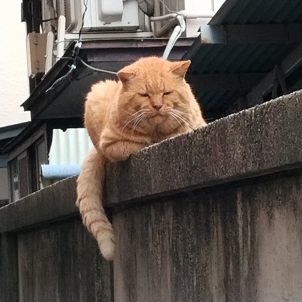 doelmix's tweet photo. AIみたいな猫様がいた！なんか喋りそう https://t.co/oR3Fiwydov