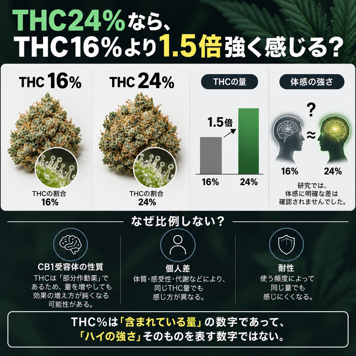 VapemaniaTH's tweet photo. THC24%なら、THC16%より1.5倍強く感じる？

実は、THC濃度とハイの強さは単純には比例しません。

実際にTHC濃度の違うフラワーを比較した研究があります。
使われたフラワーは、THC16%と24%。
THC濃度には1.5倍の差があります。

普通なら、24%の方がかなり強く感じそうですよね。

ところが研究では、
「どれくらいハイになったか」という体感に、濃度による明確な差は確認されませんでした。

つまり、THCが1.5倍含まれていても、
ハイの強さが1.5倍になるわけではない。

なぜこんなことが起こるのか？

可能性の一つが、THCを増やしても、あるところから効果の増え方が鈍くなることです。

THCの作用にはCB1受容体が関係していて、さらにTHCはCB1受容体を最大限に活性化させる物質ではなく「部分作動薬」です。

そのため、THC濃度が上がれば、体感も同じ割合で強くなるという単純な関係ではありません。

さらに耐性や代謝、感受性などによっても体感は変わります。