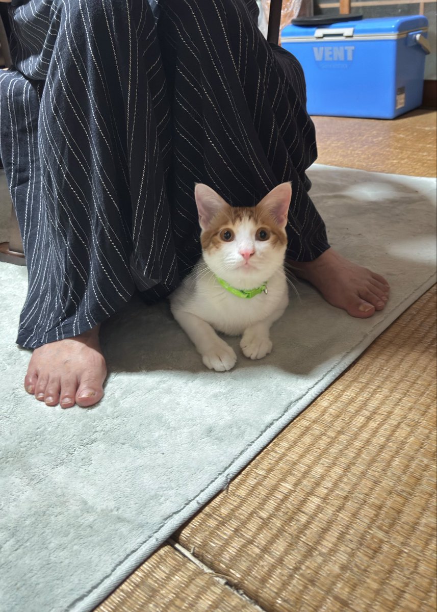 nyansaychannel's tweet photo. 最近のお気に入りの場所
#猫　#猫好きさん��繋がりたい https://t.co/3CZTZYVVJ6