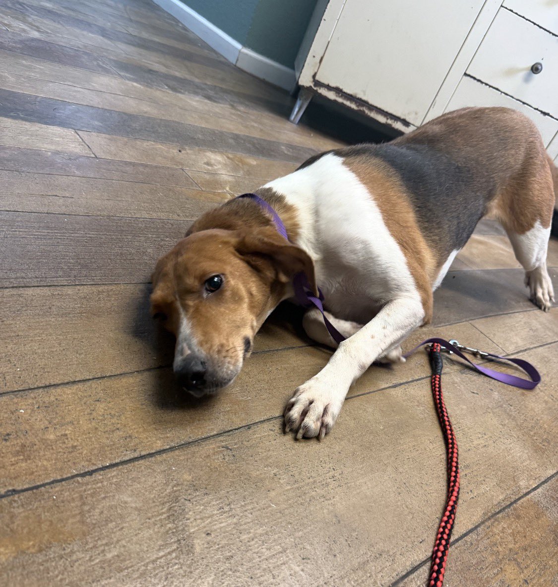 LolaPatolla's tweet photo. It’s $5 Friday!
We are still so full &amp; was only saving 2.
Then we found out Aspen was at deadline.
She waited for months to be chosen.
A sweet submissive girl just wanting belly rubs.
We saw her.
We saved her.
She is heartworm +.
To help Aspen ♥️
https://t.co/E3RohOMUlW https://t.co/ySBv0vwlu6