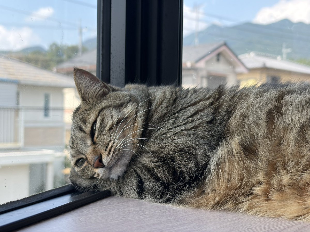 ixitnim's tweet photo. 何考えてるんやろ😌
#ねこ https://t.co/7NdsMM7oKM