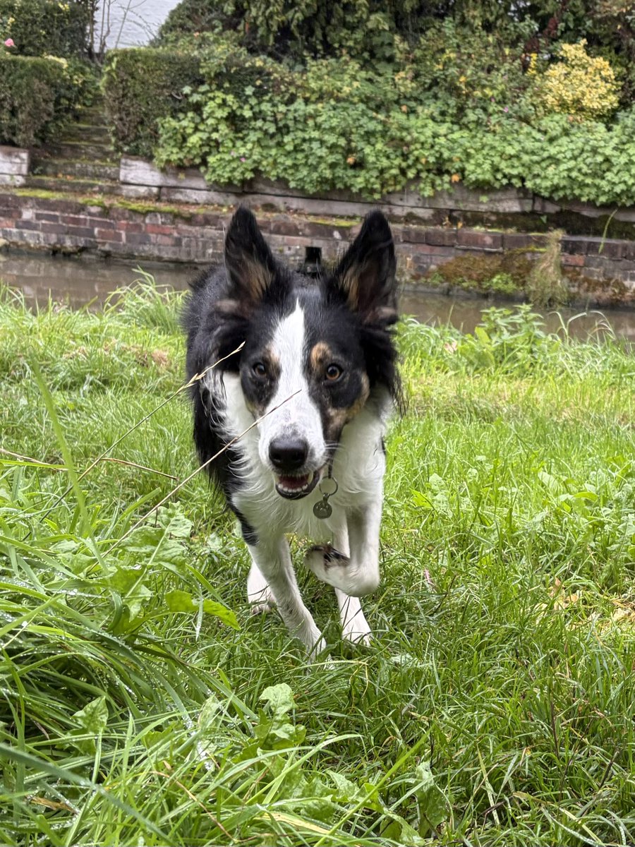 Kesthecollie tweet picture