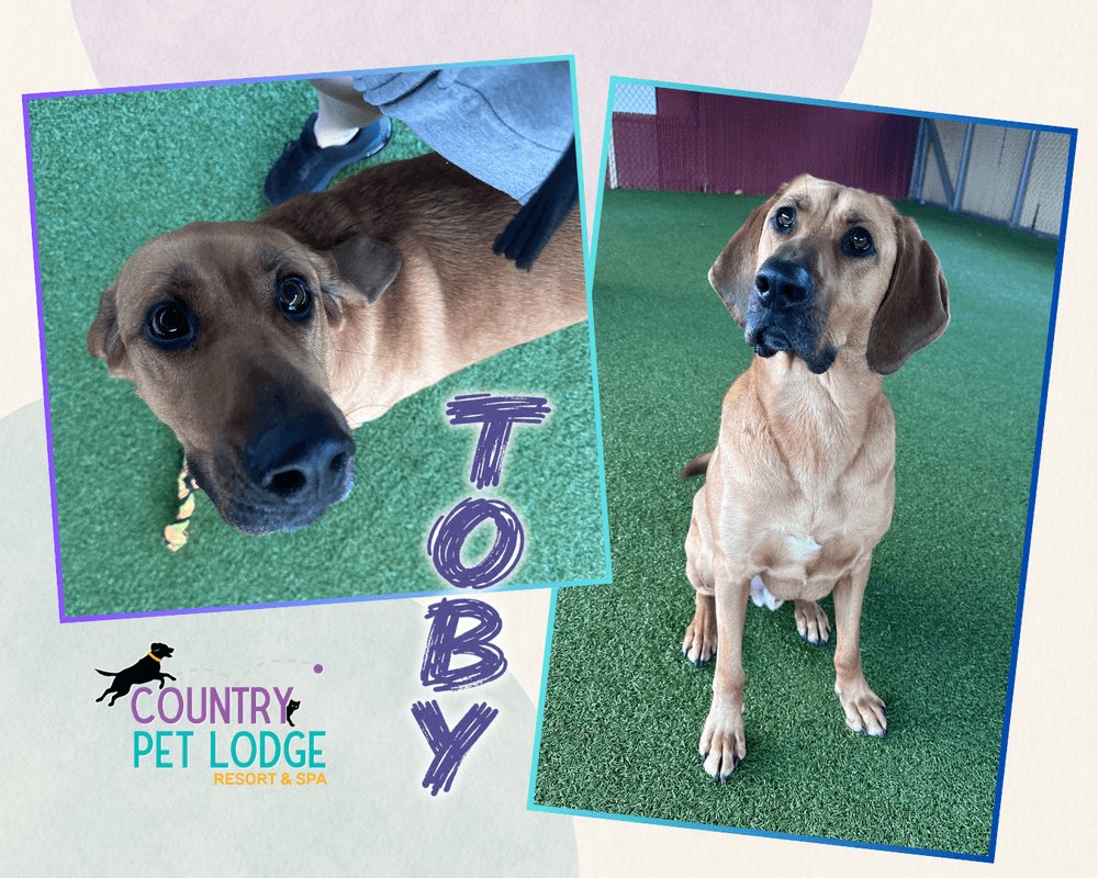CountryPetLodge's tweet photo. Toby, our adorable Hound mix, is ready for a Friday boop! 😍🐾 Come see his charm at Country Pet Lodge.
#HoundX #Boop #DogsOfX https://t.co/fXK3l9ire1