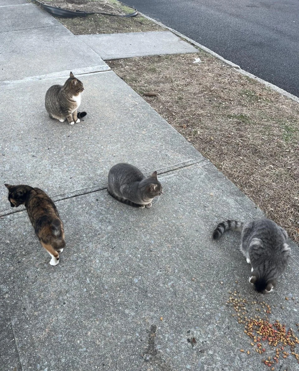 DellaEasthvy's tweet photo. The stray cats of Miami, quietly waiting for food by the roadside, look so familiar—friendly as they slowly approach with gentle eyes. I hope the world treats them kindly. https://t.co/ErGalNdvNr