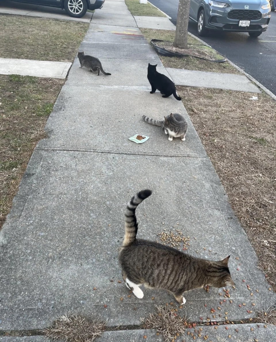DellaEasthvy's tweet photo. The stray cats of Miami, quietly waiting for food by the roadside, look so familiar—friendly as they slowly approach with gentle eyes. I hope the world treats them kindly. https://t.co/ErGalNdvNr