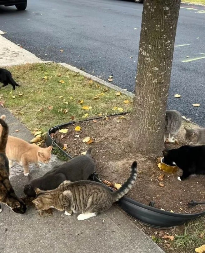 DellaEasthvy's tweet photo. The stray cats of Miami, quietly waiting for food by the roadside, look so familiar—friendly as they slowly approach with gentle eyes. I hope the world treats them kindly. https://t.co/ErGalNdvNr