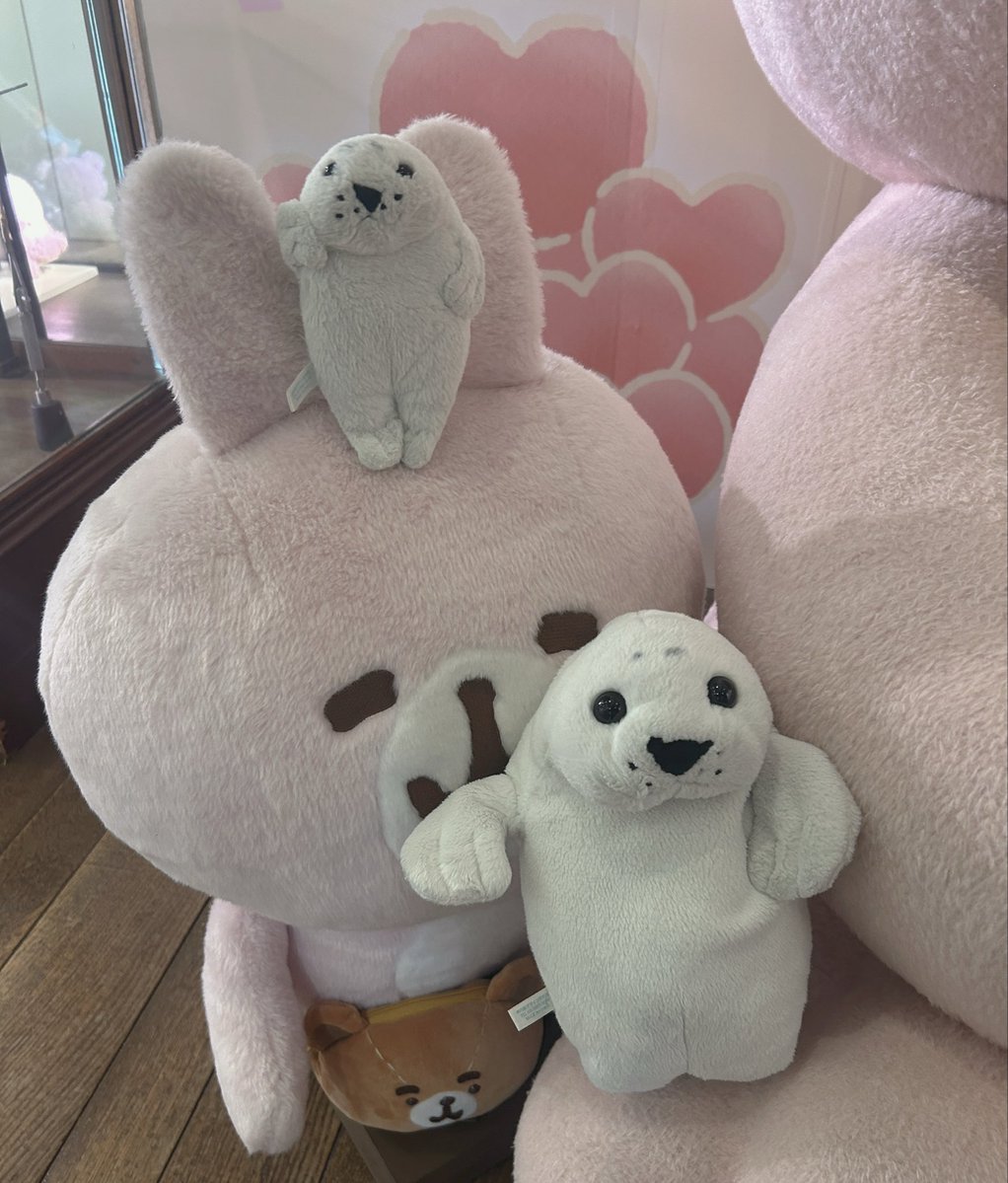waccha_309's tweet photo. きゅるん顔🦭 https://t.co/ALqlBr5zXY
