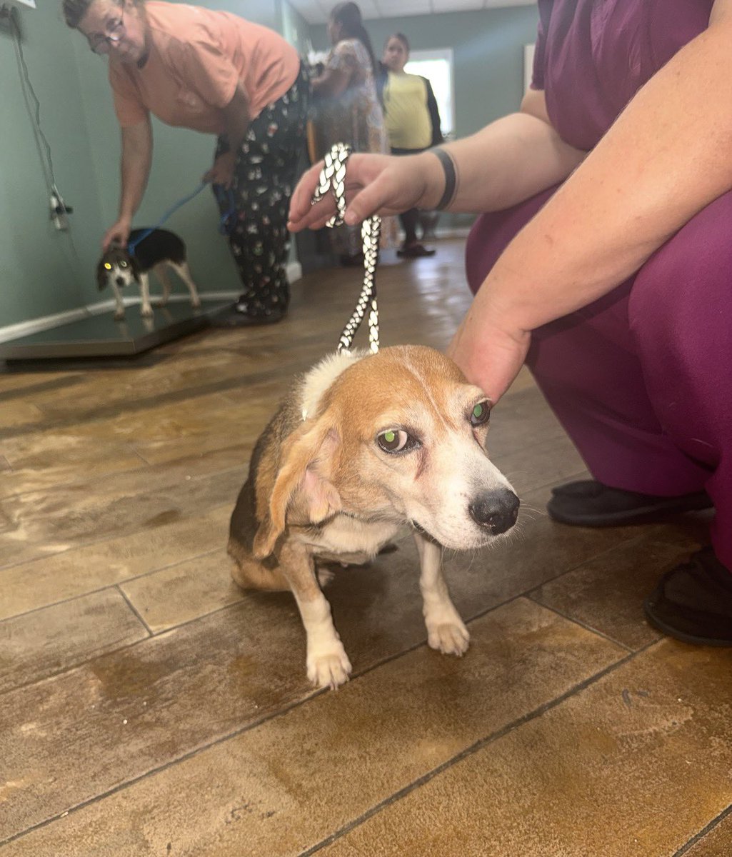 LolaPatolla's tweet photo. It’s $5 Friday!
4 beautiful souls saved this week.
2 seniors needing dentals spay &amp; HW treatment.
The sweetest hound needing spay &amp; HW treatment.
A little beagle girl needing vaccinations.
Any help is so very very appreciated. ♥️
https://t.co/E3RohOMmwo https://t.co/nGA5cNsJyL