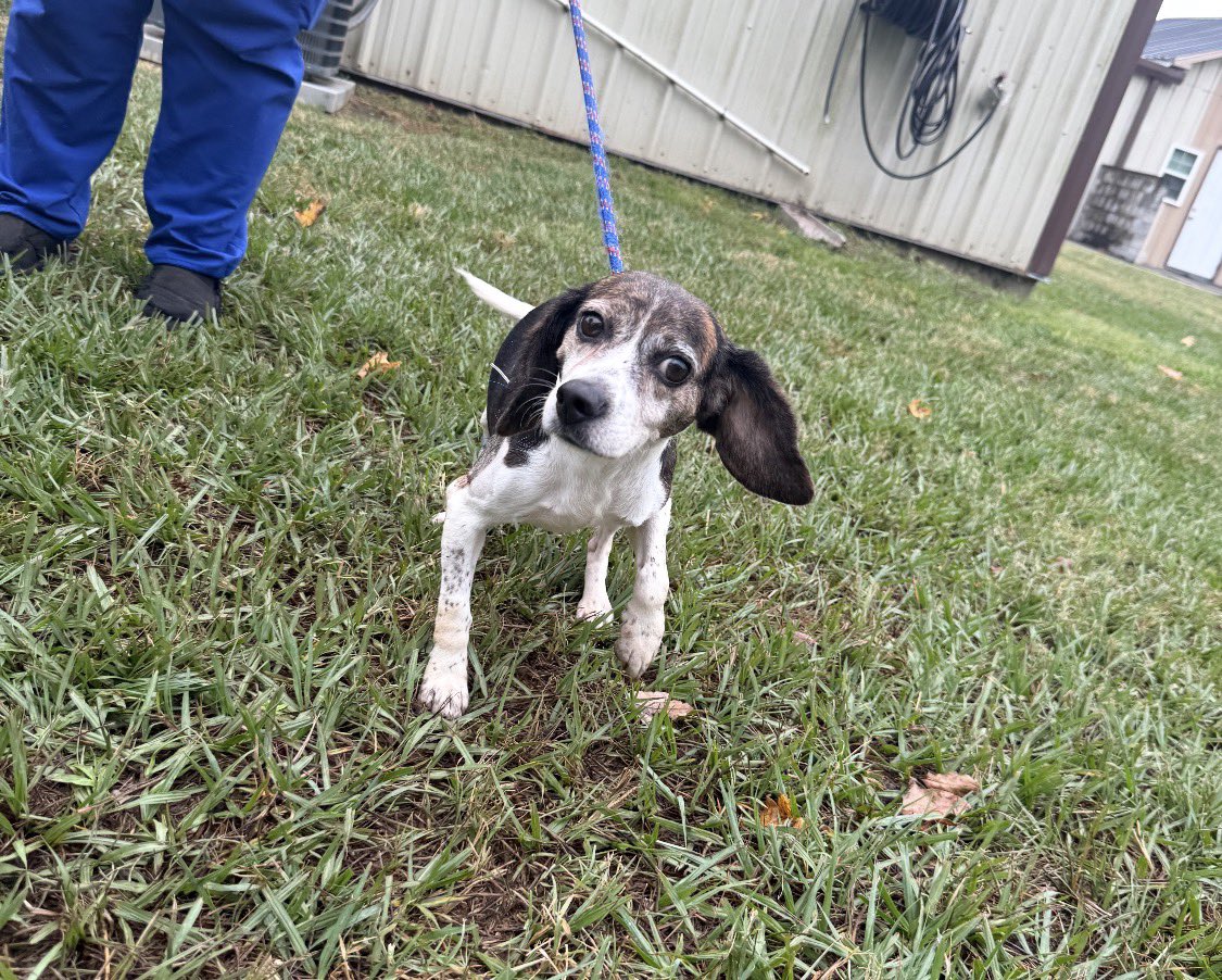 LolaPatolla's tweet photo. It’s $5 Friday!
4 beautiful souls saved this week.
2 seniors needing dentals spay &amp; HW treatment.
The sweetest hound needing spay &amp; HW treatment.
A little beagle girl needing vaccinations.
Any help is so very very appreciated. ♥️
https://t.co/E3RohOMmwo https://t.co/nGA5cNsJyL