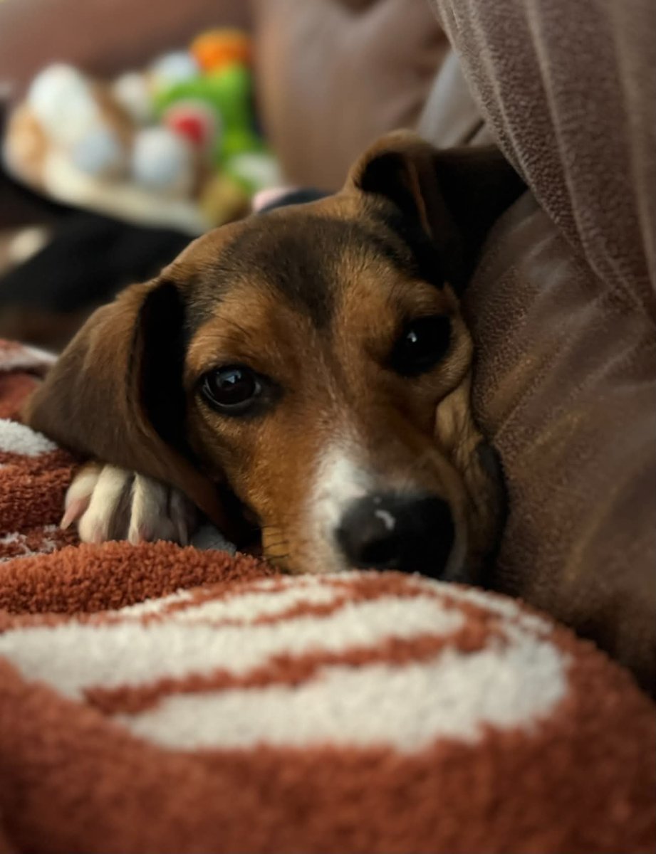 LolaPatolla's tweet photo. It’s $5 Friday!
4 beautiful souls saved this week.
2 seniors needing dentals spay &amp; HW treatment.
The sweetest hound needing spay &amp; HW treatment.
A little beagle girl needing vaccinations.
Any help is so very very appreciated. ♥️
https://t.co/E3RohOMmwo https://t.co/nGA5cNsJyL