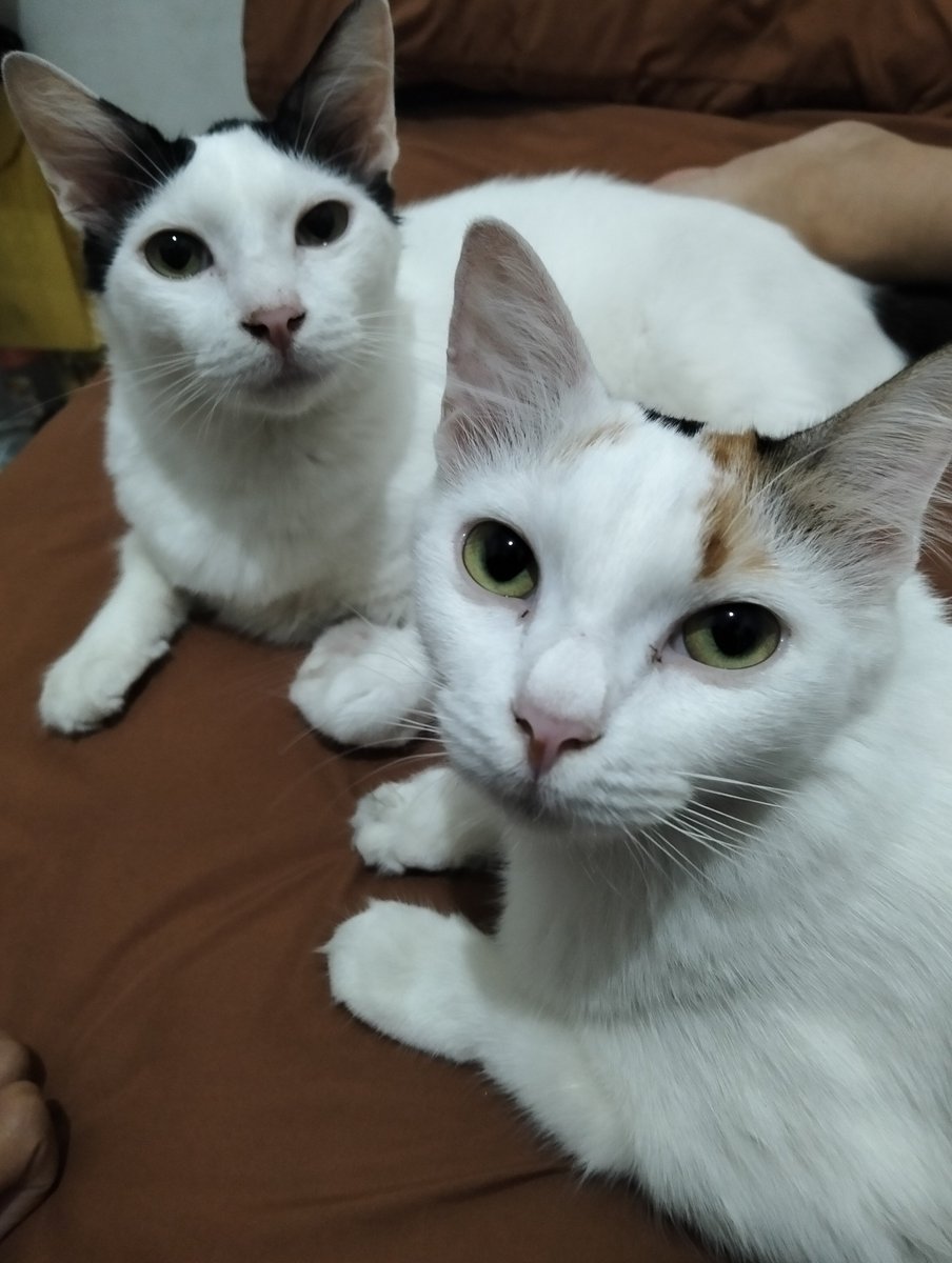 arpeggioza's tweet photo. Muka dongo https://t.co/fsXp4XLjyK