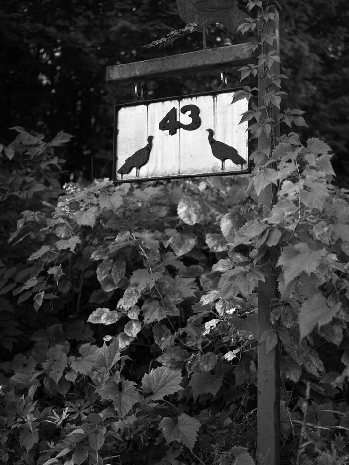 JacquesAllridge's tweet photo. Warren, Connecticut. Shooting with my Leica Q3 43 for a change of pace and giving my M11 Monochrom a rest. Here’s our sign on Rabbit Hill Road. Day 6, photo 160 of one photograph every day for life. https://t.co/p87zIEl1gv