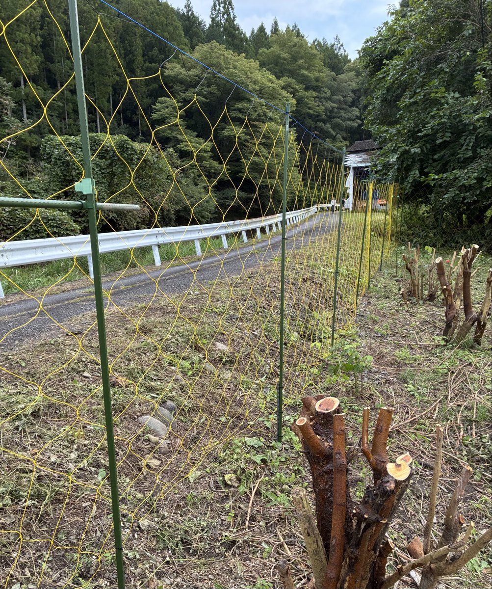 ASHIKAGAnoSORA's tweet photo. だんだんと鹿の被害が酷くなってきたので、2日掛けて畑の周りに鹿用ネットを張りました。ナスの実と葉を食べられ、オクラの葉を食べられ、モロヘイヤを食べられ、色んな苗を踏み潰されてました。これで被害がなくなることを祈ってます🙏 https://t.co/AsEw5trvki