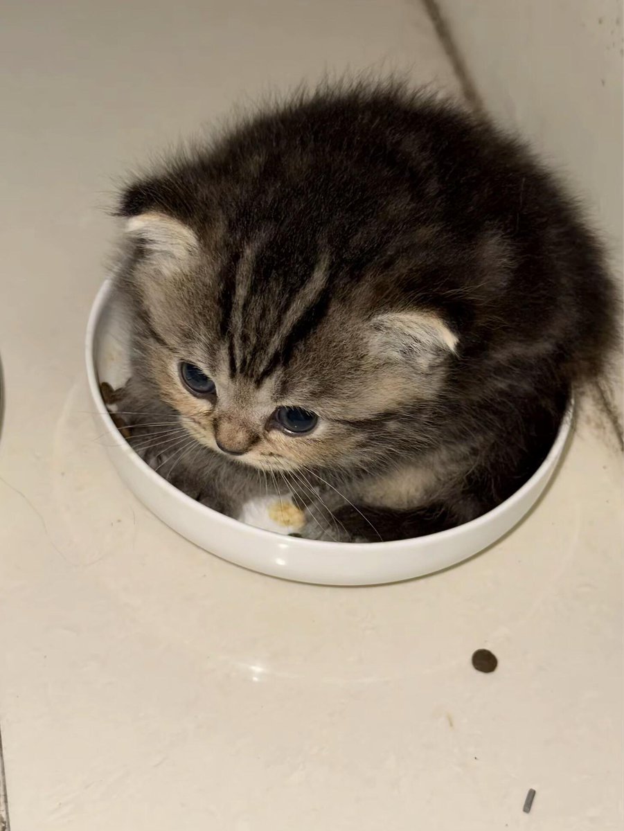 nocontextscats's tweet photo. so smol https://t.co/7W23AMZ9Jj