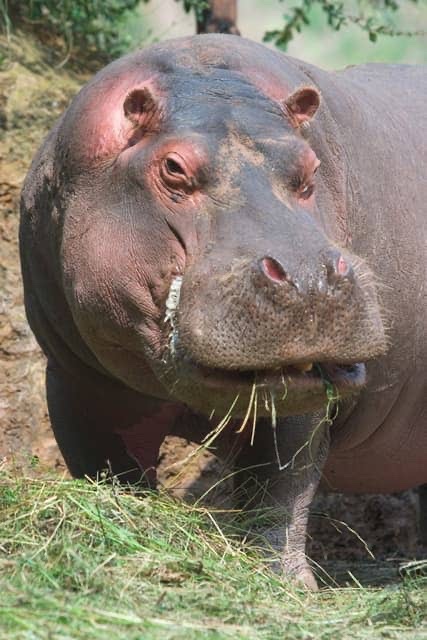 7sur7_cd's tweet photo. Parc des Virunga : l'ICCN met en garde les riverains de la rivière Semuliki après la découverte des carcasses d’hippopotames retrouvés morts https://t.co/oo3IrtqeWJ https://t.co/tGWI4VpOsJ