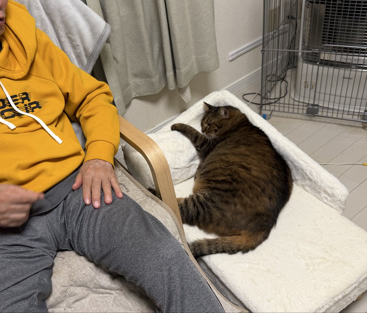 pomjirou's tweet photo. 父が猫に椅子とられて腰痛いと言ってるのて、お猫さまにベッド買ってあげた。設置後、秒で使ってくれるのがしじみちゃんのいいところ。 https://t.co/PMZPSyxYuV