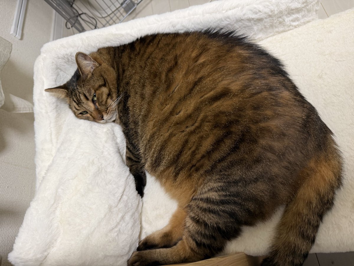 pomjirou's tweet photo. 父が猫に椅子とられて腰痛いと言ってるのて、お猫さまにベッド買ってあげた。設置後、秒で使ってくれるのがしじみちゃんのいいところ。 https://t.co/PMZPSyxYuV