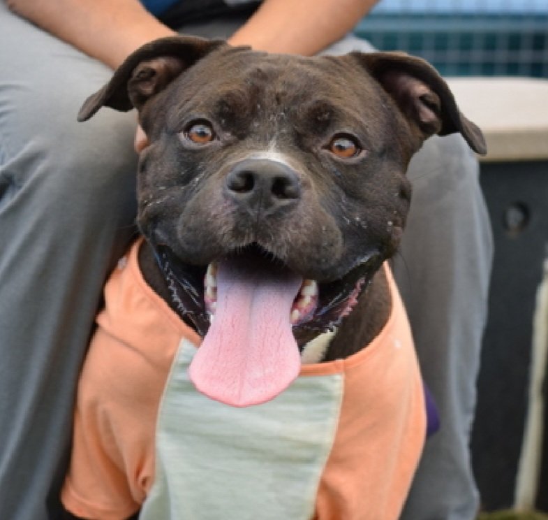 MorgFairsdogs's tweet photo. Polo 259203
Relisted TBK 9/26
#NYCACC #AdoptMe 
He is a cute 2 yr old
Walks well on leash, checks in with handlers &amp; is social
Has kennel stress,  persistent barking &amp; screeching, jumps on handlers 
Save Polo!
https://t.co/vtuqFC3eGK
#Pledge4Rescue #foster #adopt https://t.co/Yfp3BnMiZP