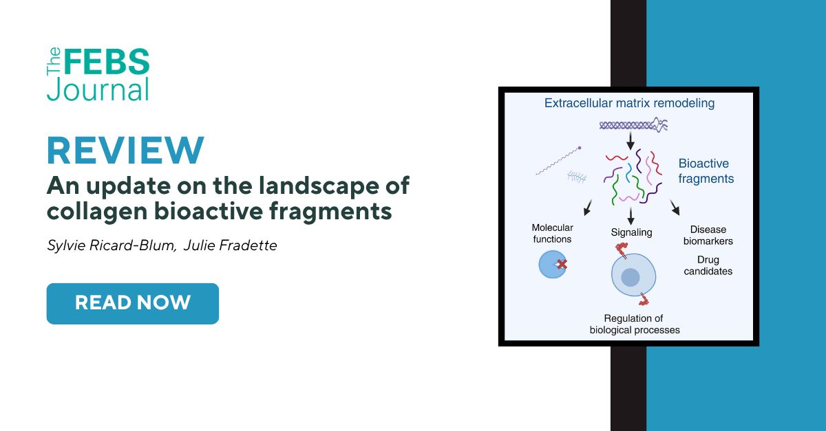 FEBSJournal's tweet photo. In their latest review in the Extracellular Matrix—Proteases Crosstalk Special Issue, Ricard-Blum and  Fradette highlights the roles of major bioactive collagen fragments in angiogenesis, inflammation, fibrosis, and cancer, while exploring their potential translational applications as therapeutic targets and biomarkers. 

📕 An update on the landscape of collagen bioactive fragments

📖 The remodeling of the extracellular matrix releases collagen bioactive fragments, which exert molecular functions and regulate numerous biological processes via several signaling pathways. Here, we summarize the latest findings describing the roles of major bioactive fragments from collagens I, IV, VI, and XVIII in various physiological and pathological contexts. We also discuss perspectives on how these bioactive fragments could impact translational research as drug candidates, drug targets, and biomarkers. 

✍ Sylvie RICARD-BLUM,  Julie Fradette

Read the full Review article here ➡️ https://t.co/lwiG5fmnYk

#bioactive #collagen #ECM #matrisome