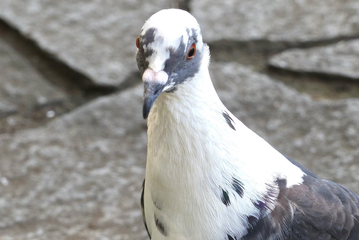 mikami_01A's tweet photo. かつて撮ったオシャレ模様の美人バトさんです🐦 https://t.co/EDJLt4urVF