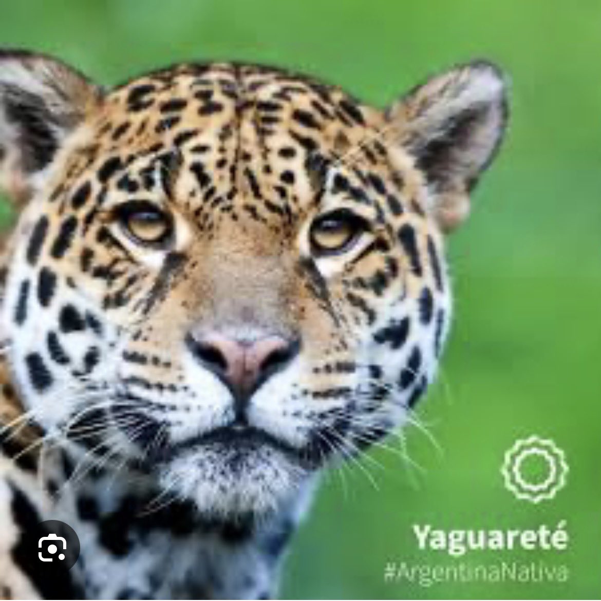 argentino_fe's tweet photo. @_josephine0_ Yaguareté https://t.co/6EpoUWw4yr