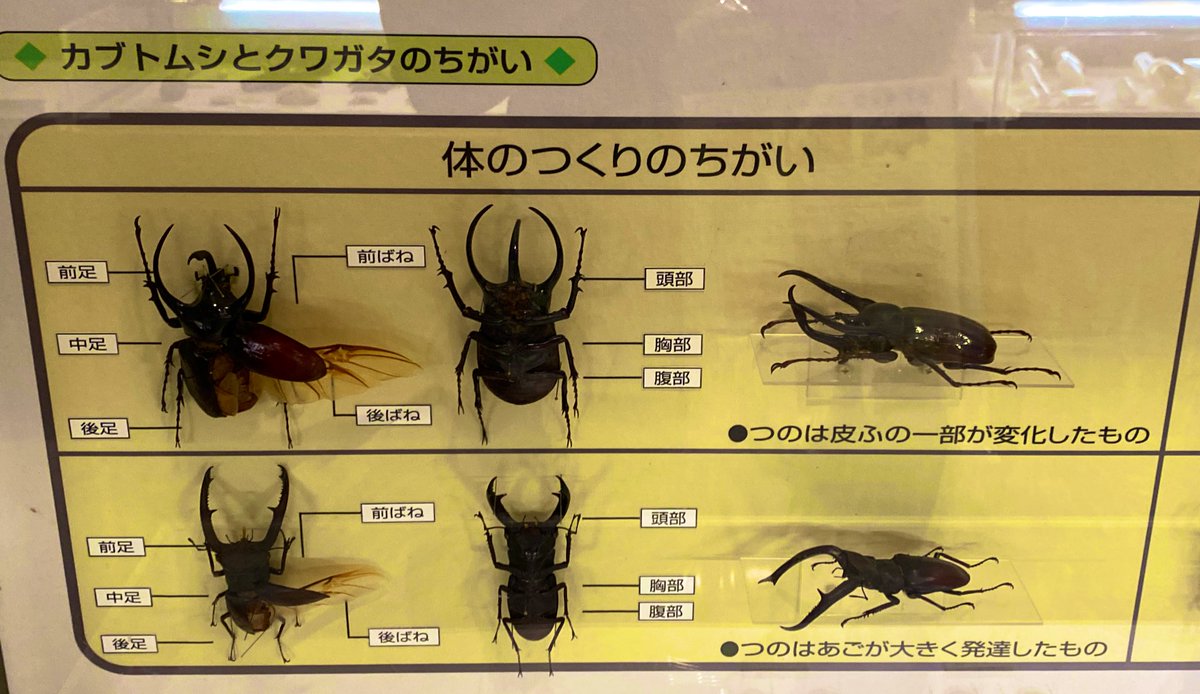 twatanabe_nh's tweet photo. 福島の帰り道に栃木県立博物館に行ってきました！
栃木の自然史も、個別のエリアも、見る側が「ここを見くらべたい✨」という部分が強調されている展示でした🦴
半身肉付き半身骨のアロサウルスが地味にグッと来た笑
#博物館探訪 #栃木県博 #くらべる展示 https://t.co/2SX6PjID5d