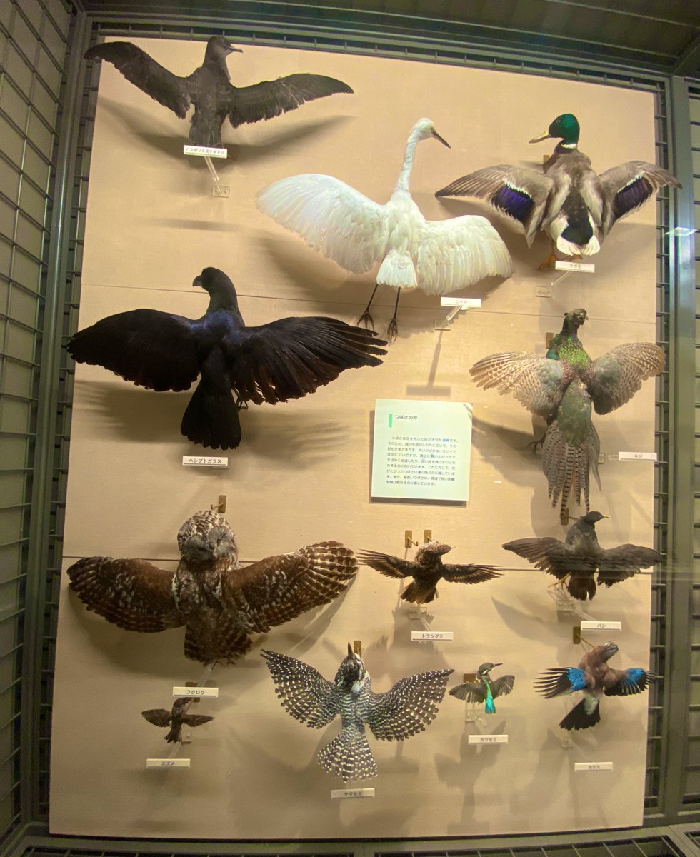 twatanabe_nh's tweet photo. 福島の帰り道に栃木県立博物館に行ってきました！
栃木の自然史も、個別のエリアも、見る側が「ここを見くらべたい✨」という部分が強調されている展示でした🦴
半身肉付き半身骨のアロサウルスが地味にグッと来た笑
#博物館探訪 #栃木県博 #くらべる展示 https://t.co/2SX6PjID5d