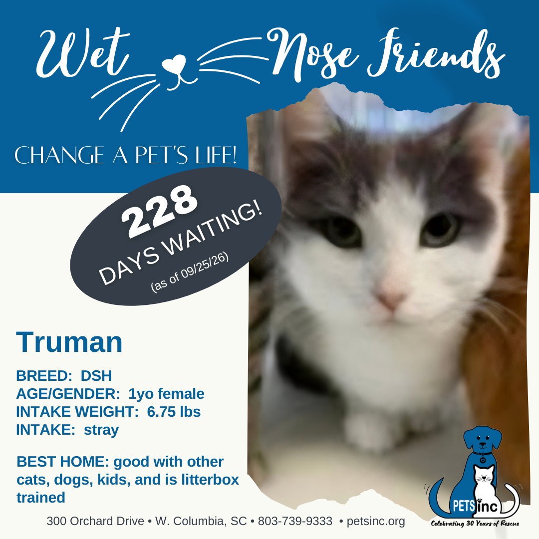PETSincCarolina's tweet photo. 🐾 TRUMAN 🐾

This pretty girl is still here -- #228days -- hoping #LoveWillTakeHerHome!

803-739-9333 for more info or to meet Truman. Cat Adoption Application at https://t.co/Ci49GXjizH https://t.co/lgttVOUa7d