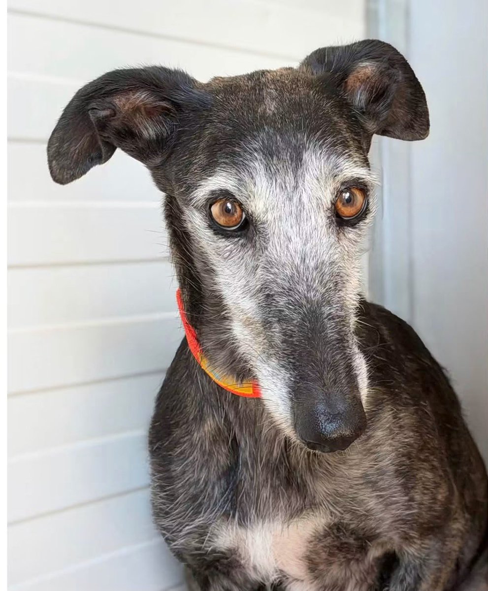 GalgosdelSol's tweet photo. We shared a video of Cantanera the other day, but we thought maybe these photos might be the icing on the cake 😍
Look how beautiful she is. 
We are still trying to find her perfect forever home. 
Just 5yrs old she’s ready to love someone forever ♥️
Plz will you share? 🙏🏻 https://t.co/yjFrqjAKNY